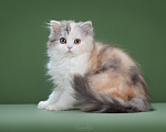 Кошки в Москве: Котенок шотладский длинношерстный страйт Девочка, 50 000 руб. - фото 4