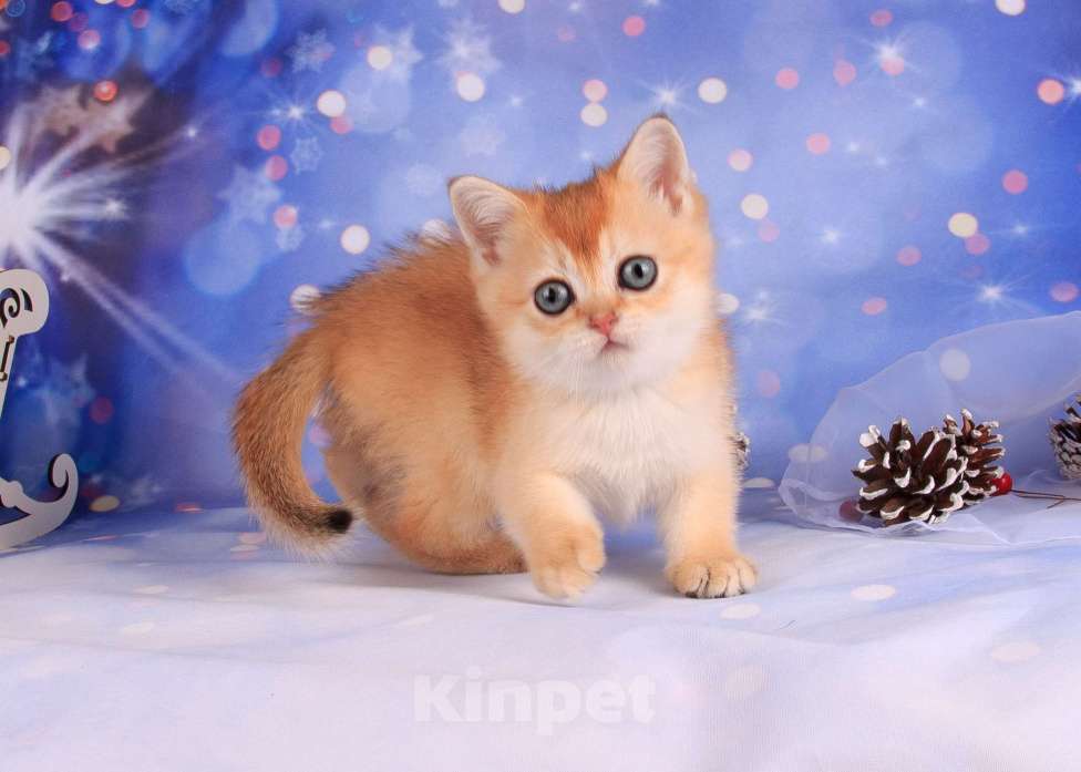 Кошки в Санкт-Петербурге: Золотая скоттиш-страйт Девочка, Бесплатно - фото 5