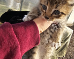 Кошки в других городах Челябинской области: Отдам в дар котят Девочка, Бесплатно - фото 5