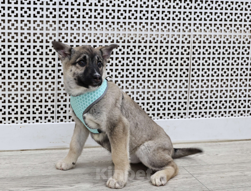 Собаки в Москве: Щенки бесплатно в Москве Девочка, Бесплатно - фото 7