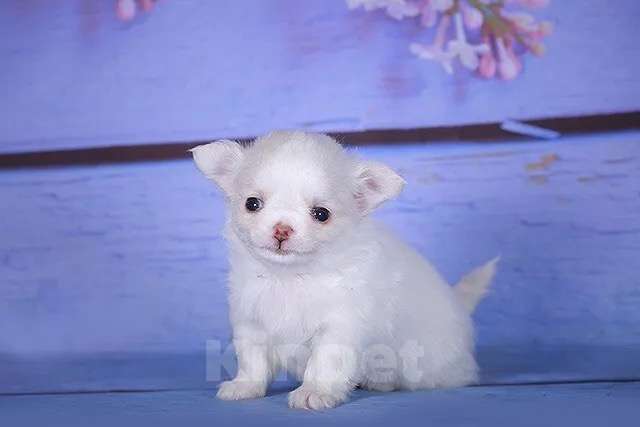 Собаки в Люберцах: Чихуахуа щенки Девочка, 60 000 руб. - фото 3