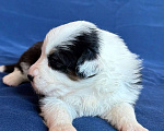 Собаки в других городах Новосибирской области: Щенки австралийской овчарки Девочка, Бесплатно - фото 3