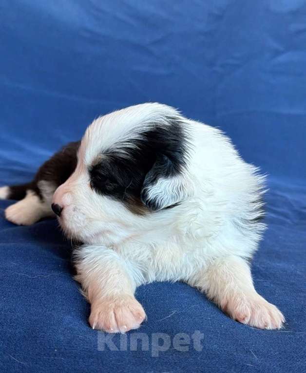 Собаки в других городах Новосибирской области: Щенки австралийской овчарки Девочка, Бесплатно - фото 3