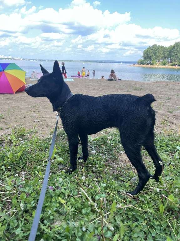 Собаки в Иркутске: Отдам в добрые руки семимесячного щенка(помесь русского тойтерьера)игривый,умный,ласковый. Мальчик, Бесплатно - фото 2