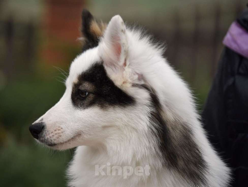 Собаки в Москве: Ненецкая оленегонная лайка. Сука Алекса. Девочка, 60 000 руб. - фото 6