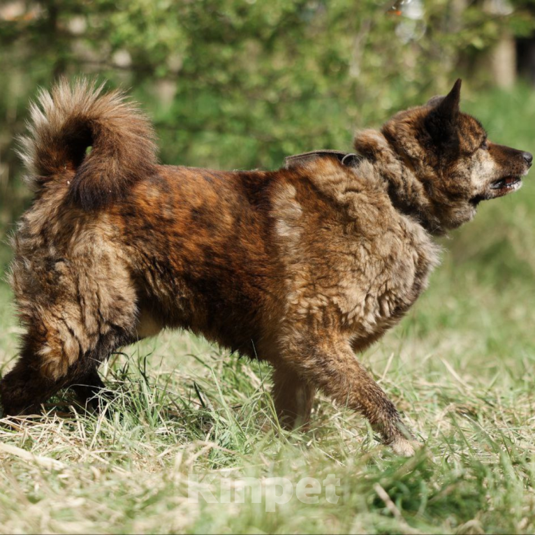 Собаки в Москве: Юджин Мальчик, Бесплатно - фото 2