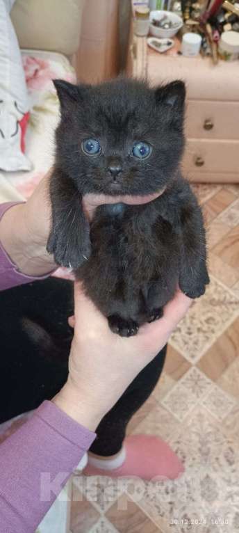 Кошки в Томске: Продам нежных очаровательных котят Шотландской пароды Девочка, 1 500 руб. - фото 2