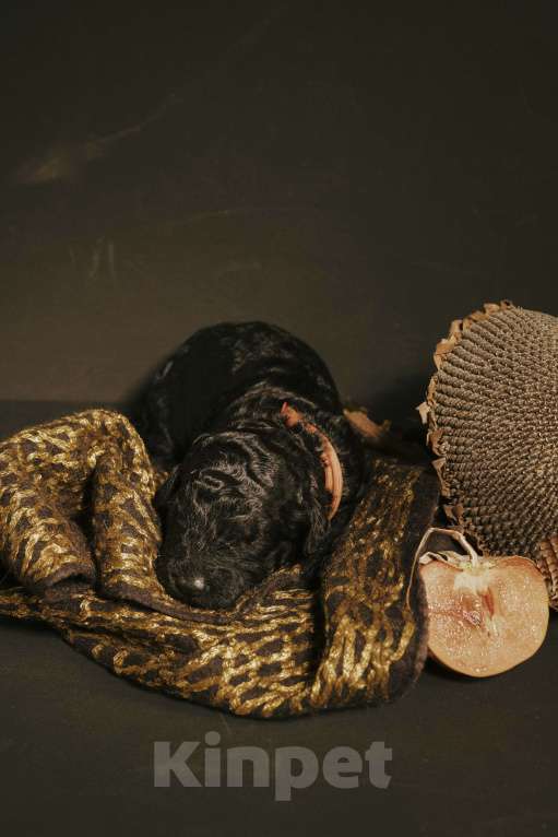 Собаки в Москве: EPIKA THOPH Испанская Водяная собака Девочка, 190 000 руб. - фото 9