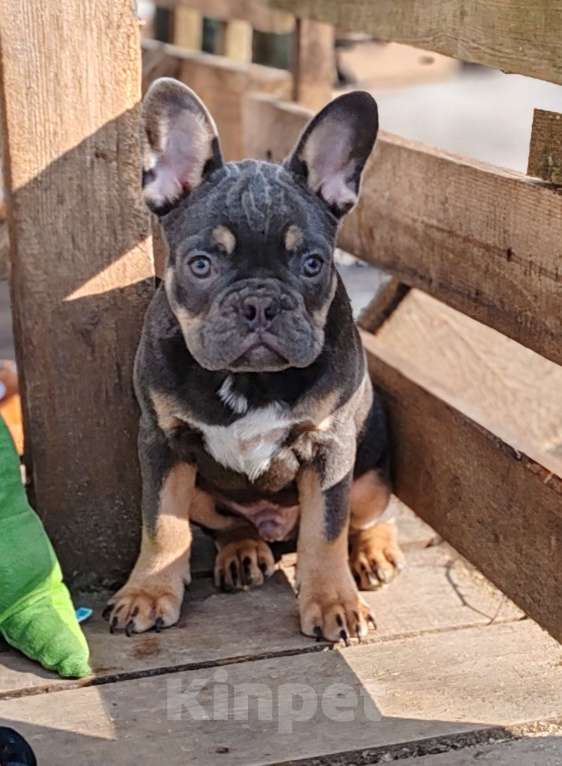 Собаки в Санкт-Петербурге: Шикарный щенки французский бульдог Мальчик, 60 000 руб. - фото 9
