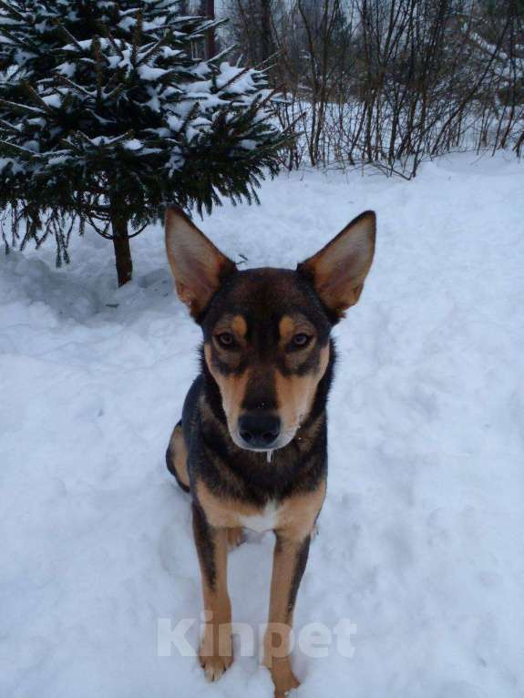 Собаки в Москве: Молодая собачка в дар, ласковая и спокойная Девочка, Бесплатно - фото 1