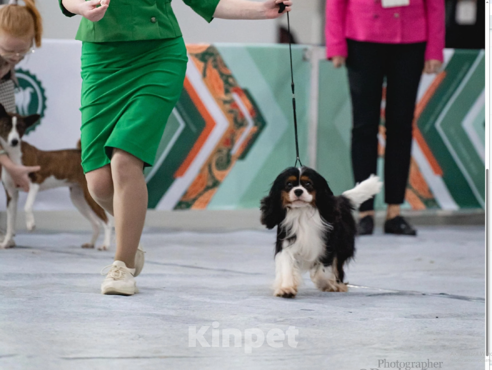 Собаки в Москве: Кавалер Кинг Чарльз спаниель мальчик  Мальчик, 110 000 руб. - фото 5