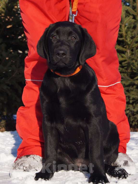 Собаки в Москве: Щенки лабрадора Разнополые, Бесплатно - фото 9