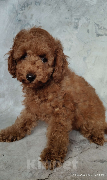 Собаки в Мытищах: Миниатюрный пудель Анри Мальчик, 130 000 руб. - фото 6