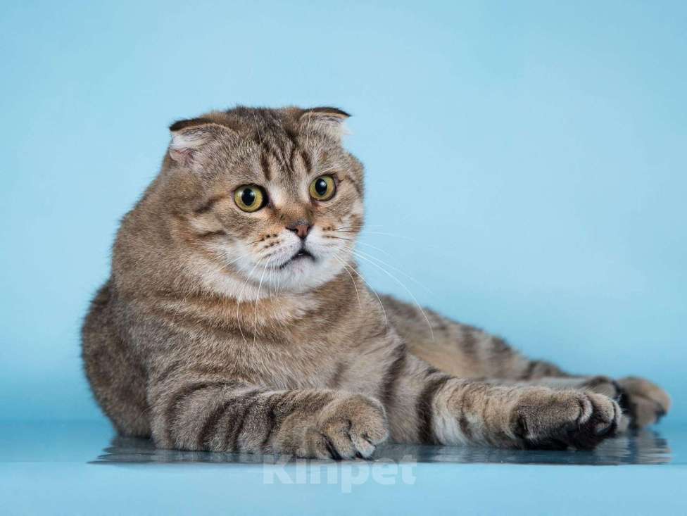 Кошки в Москве: Благородный добряк — кот Сигизмундий Мальчик, Бесплатно - фото 6