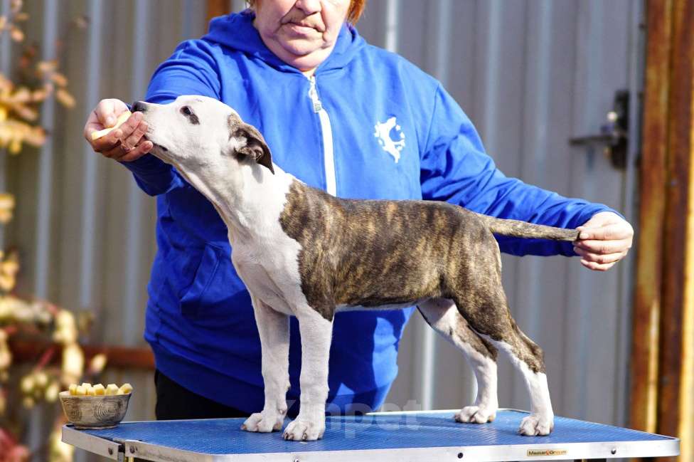 Собаки в Оренбурге: Щенки Амстаффа РКФ Девочка, 80 000 руб. - фото 3