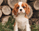 Собаки в других городах Московской области: Девочка кавалер бленхейм  Девочка, 120 000 руб. - фото 6