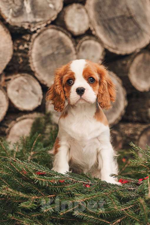 Собаки в других городах Московской области: Девочка кавалер бленхейм  Девочка, 120 000 руб. - фото 6