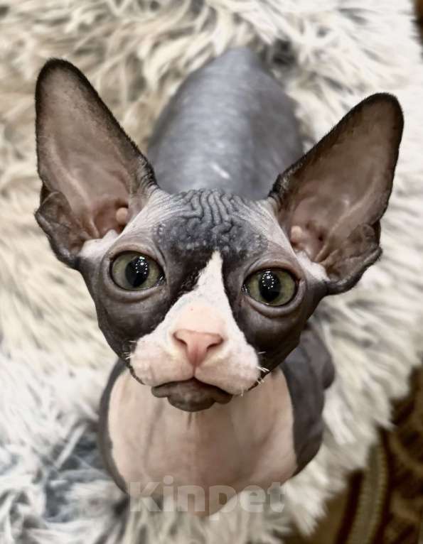Кошки в Новосибирске: Канадский сфинкс котенок Мальчик, 15 000 руб. - фото 3