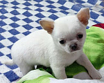 Собаки в Москве: Чихуахуа. Мальчик Мальчик, 50 000 руб. - фото 4