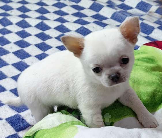 Собаки в Москве: Чихуахуа. Мальчик Мальчик, 50 000 руб. - фото 4