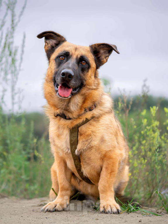 Собаки в Москве: Коротколапый Ронни ищет дом! Мальчик, Бесплатно - фото 3