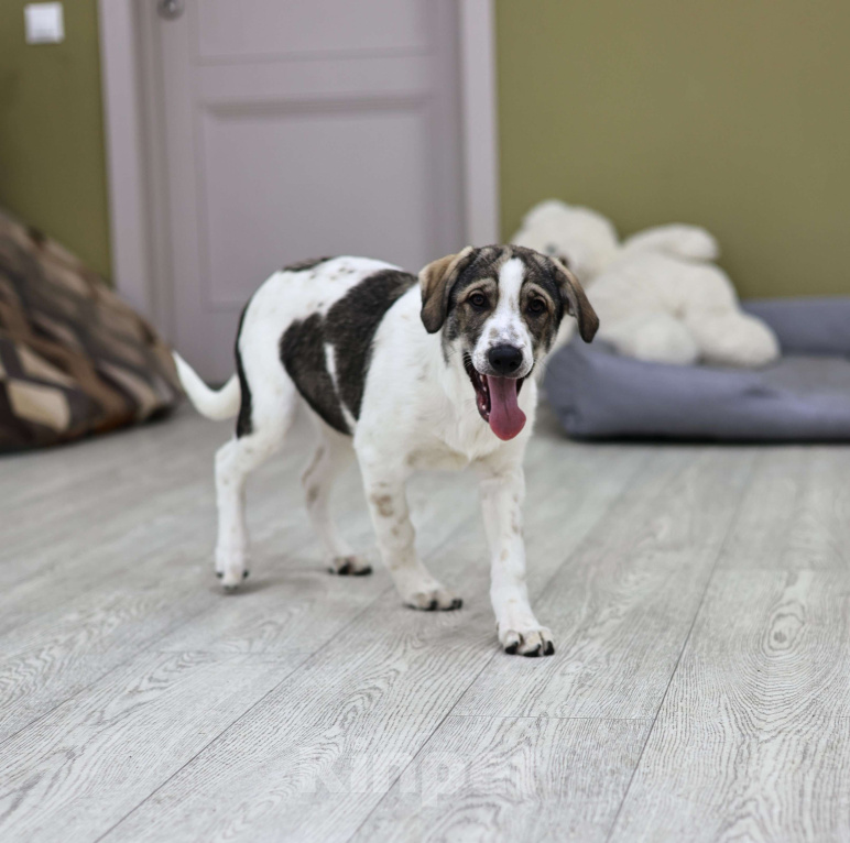 Собаки в Москве: Щенок в добрые руки бесплатно Москва Девочка, Бесплатно - фото 7