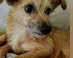Собаки в Гатчине:  убежала маленькая  собака по кличке АСЯ Девочка, 10 000 руб. - фото 1