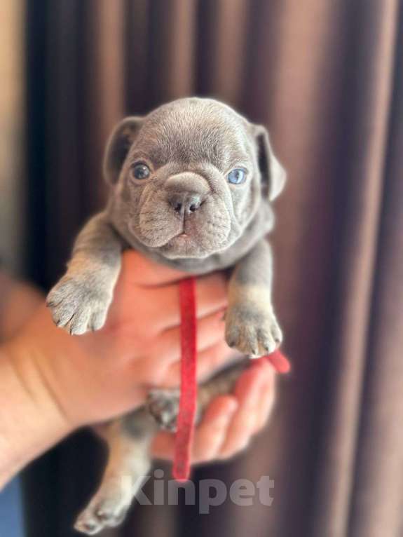 Собаки в Нижнем Новгороде: Ищем ответственных родителей Мальчик, 50 000 руб. - фото 5