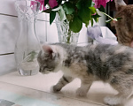 Кошки в Санкт-Петербурге: Монастырские котята Разнополые, Бесплатно - фото 3