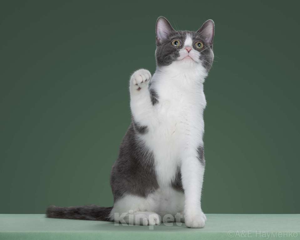 Кошки в Москве: Американский короткошерстный котенок - девочка Девочка, 60 000 руб. - фото 1