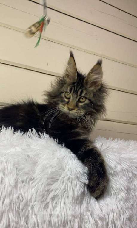 Кошки в Москве: Шикарный котёнок Мальчик, 70 000 руб. - фото 1