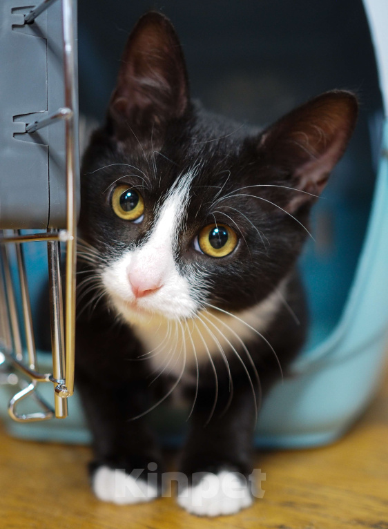 Кошки в Москве: Котёнок в добрые руки  Мальчик, Бесплатно - фото 1