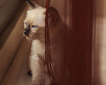 Кошки в Москве: Котёнок меконгского бобтейла Девочка, 30 000 руб. - фото 4