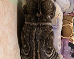 Кошки в Новокузнецке: Вязка шотландский кот, 1 000 руб. - фото 4