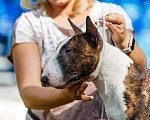 Собаки в Москве: Миниатюрный бультерьер вязка, 300 руб. - фото 3