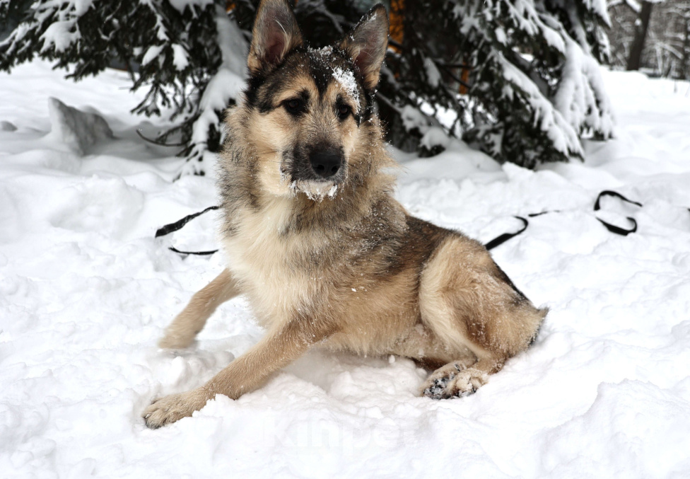 Собаки в Москве: Собака бесплатно в Москве Мальчик, Бесплатно - фото 5