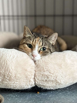 Мусенька — спокойная кошка из приюта