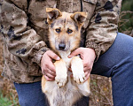Собаки в Москве: Скромный, небольшой мальчик в добрые руки Мальчик, Бесплатно - фото 1