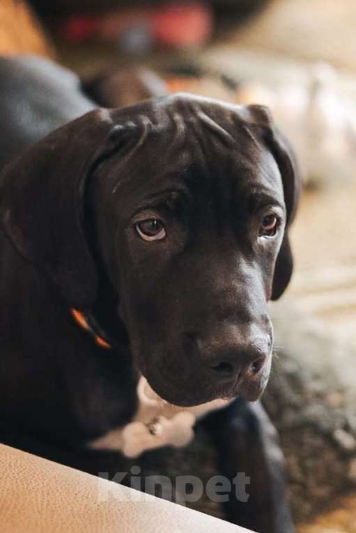 Собаки в Москве: Ищут семью трое щенков Kaнe Kорсо и их мама Лиси! Мальчик, Бесплатно - фото 5