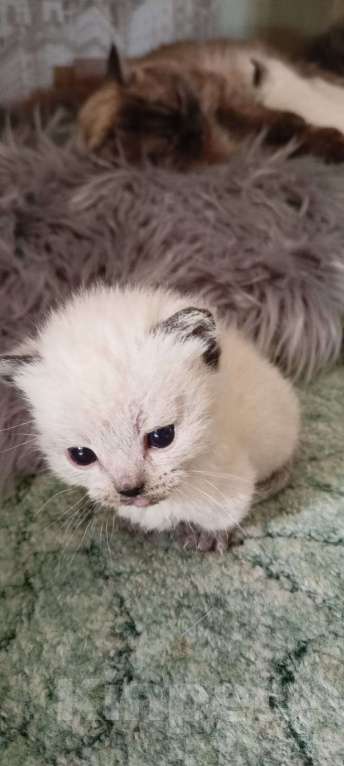 Кошки в Мурманске: манчкин подросток Мальчик, 15 000 руб. - фото 9