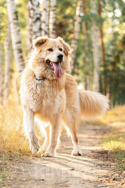 Собаки в Москве: Шикарный пёс Нортон в добрые руки. Мальчик, Бесплатно - фото 5