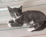 Кошки в Клине: Красивая девочка,цвет серый с белым  Девочка, 1 руб. - фото 3