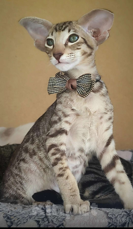 Кошки в Санкт-Петербурге: Ориентальные котята Мальчик, 60 000 руб. - фото 2