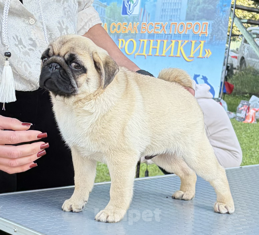 Собаки в Иваново: Мальчик мопс Мальчик, 150 000 руб. - фото 1