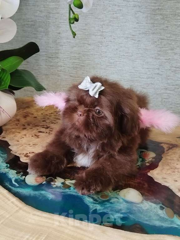 Собаки в других городах Московской области: Щенок ши тцу Девочка, Бесплатно - фото 4