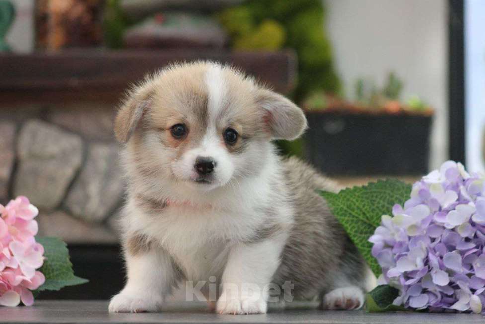 Собаки в других городах Краснодарского края: Принцесса Леди Ди корги щенок Девочка, 95 000 руб. - фото 7