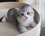 Кошки в Ярославле: Шотландская короткошёрстная девочка Девочка, 30 000 руб. - фото 5