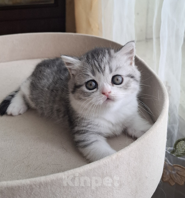 Кошки в Ярославле: Шотландская короткошёрстная девочка Девочка, 30 000 руб. - фото 5