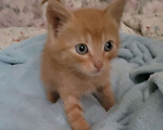 Кошки в Балашихе: Рыженький мальчик Мальчик, 1 руб. - фото 1