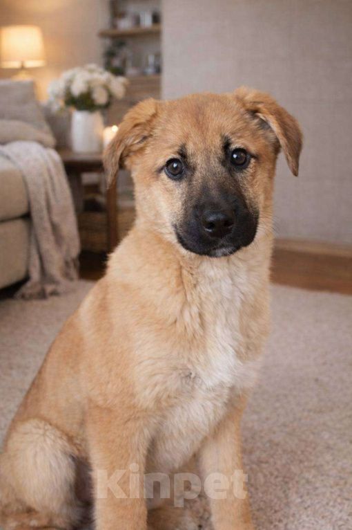 Собаки в Москве: Щенок Лика ищет дом Девочка, Бесплатно - фото 3